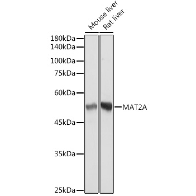 MAT2A Rabbit Monoclonal Antibody