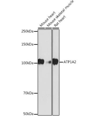 ATP1A2 Rabbit Monoclonal Antibody
