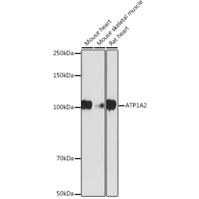 ATP1A2 Rabbit Monoclonal Antibody