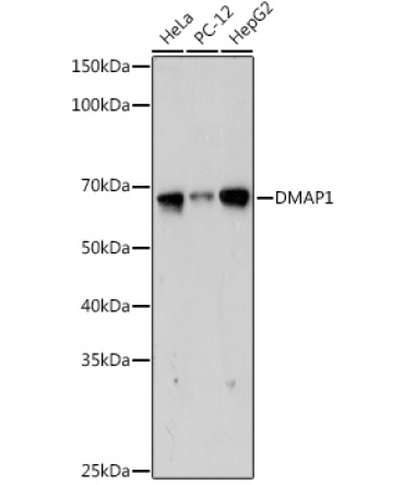 DMAP1 Rabbit Monoclonal Antibody