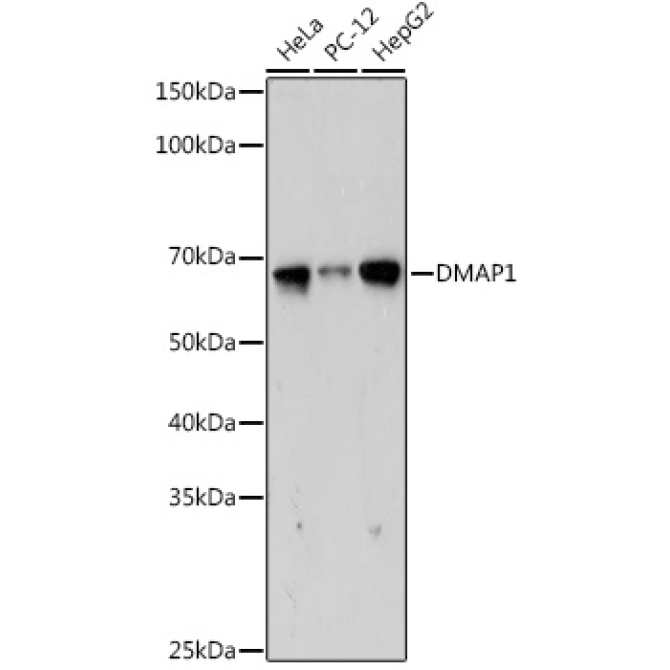 DMAP1 Rabbit Monoclonal Antibody