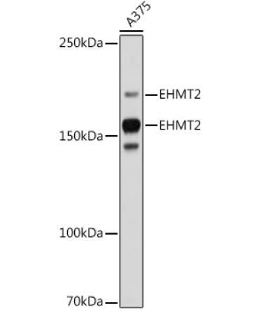 EHMT2 Rabbit Monoclonal Antibody