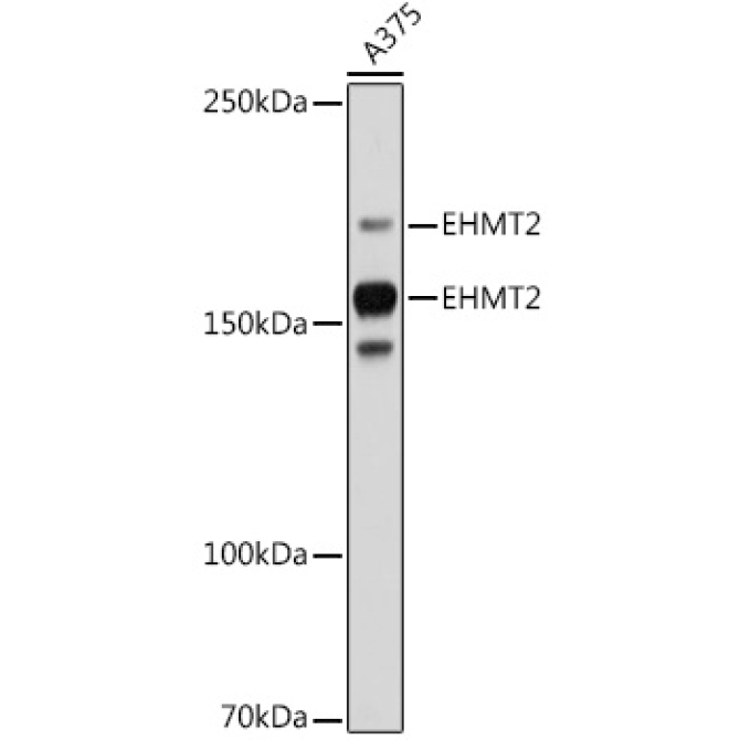 EHMT2 Rabbit Monoclonal Antibody
