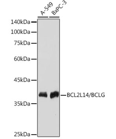 BCL2L14/BCLG Rabbit Monoclonal Antibody