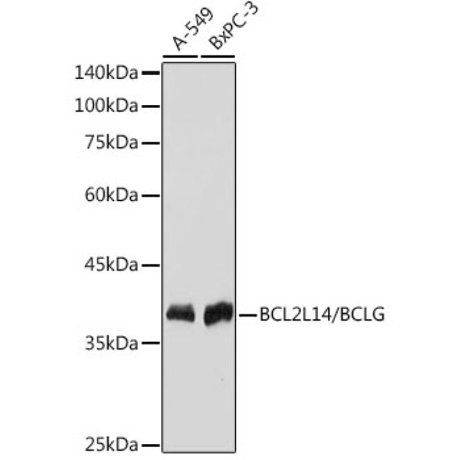 BCL2L14/BCLG Rabbit Monoclonal Antibody