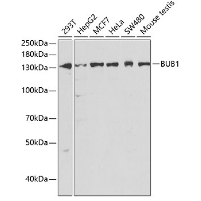 BUB1 Rabbit Polyclonal Antibody
