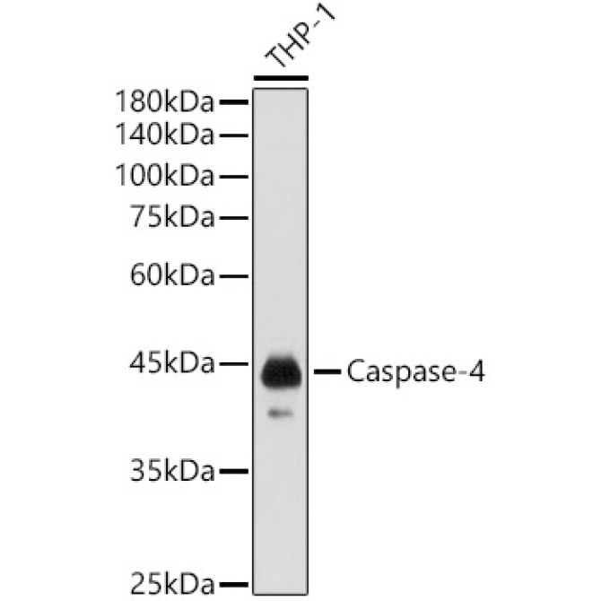 Caspase-4 Rabbit Polyclonal Antibody
