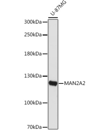 MAN2A2 Rabbit Polyclonal Antibody