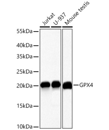 GPX4 Rabbit Polyclonal Antibody [KD Validated]