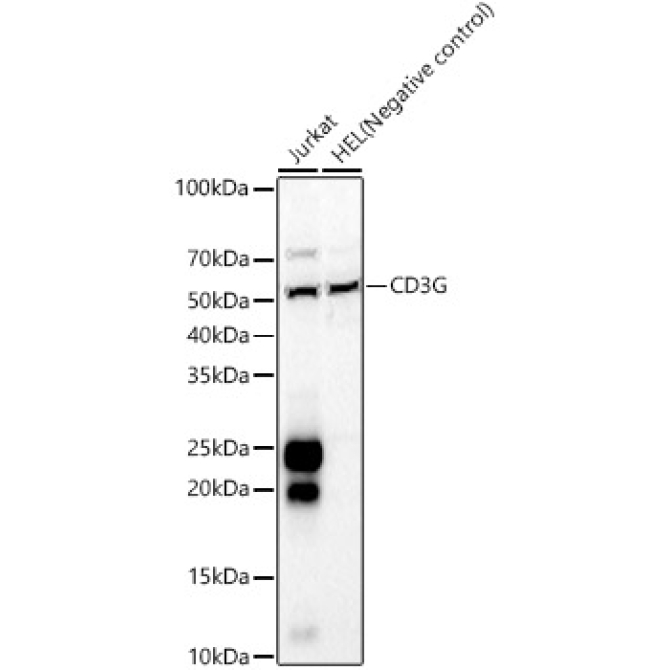 CD3G Rabbit Polyclonal Antibody