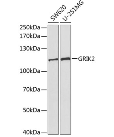 GRIK2 Rabbit Polyclonal Antibody