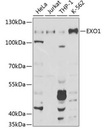 EXO1 Rabbit Polyclonal Antibody
