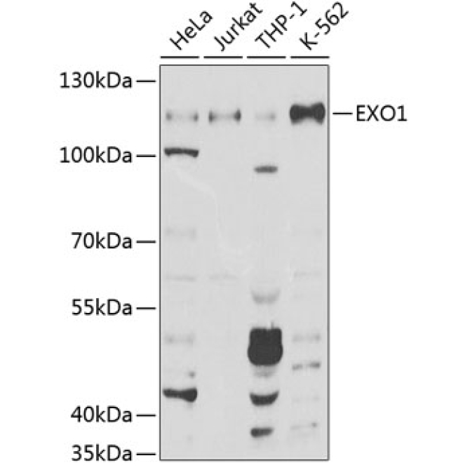 EXO1 Rabbit Polyclonal Antibody