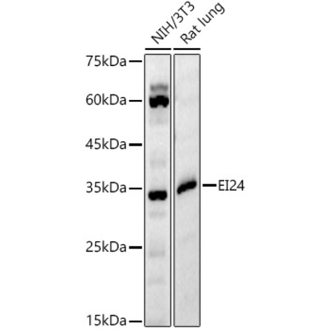 EI24 Rabbit Polyclonal Antibody