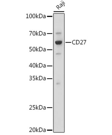 CD27 Rabbit Polyclonal Antibody