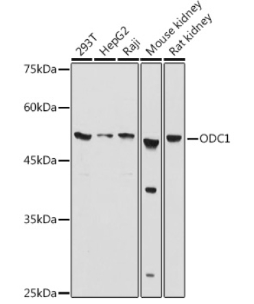 ODC1 Rabbit Polyclonal Antibody