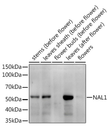 NAL1 Rabbit Polyclonal Antibody