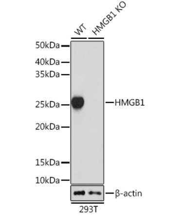 HMGB1 Rabbit Monoclonal Antibody [KO Validated]