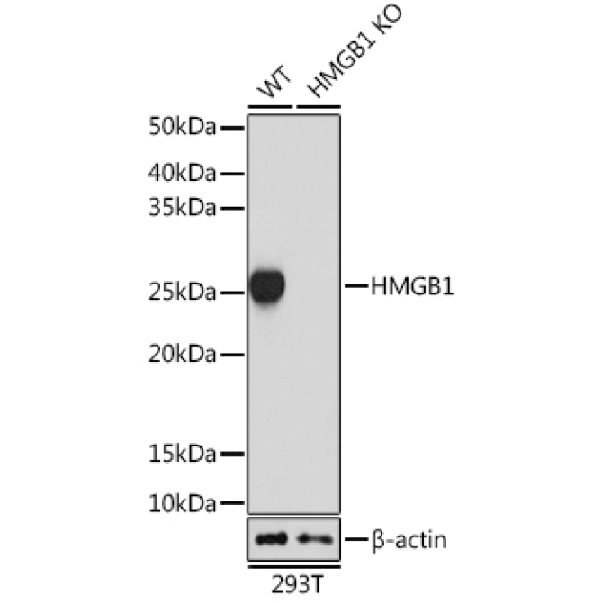 HMGB1 Rabbit Monoclonal Antibody [KO Validated]