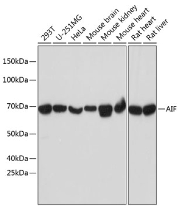 AIF Rabbit Monoclonal Antibody