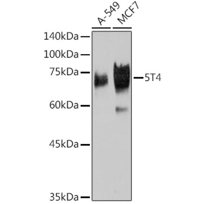 5T4 Rabbit Monoclonal Antibody