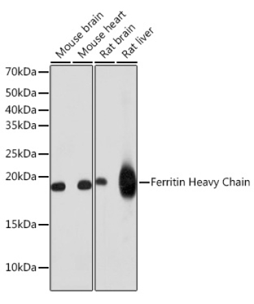Ferritin Heavy Chain Rabbit Monoclonal Antibody