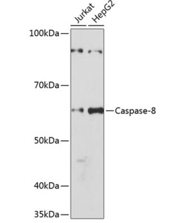 Caspase-8 Rabbit Monoclonal Antibody [KO Validated]