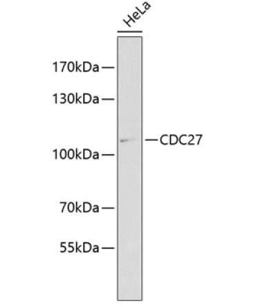 CDC27 Rabbit Polyclonal Antibody