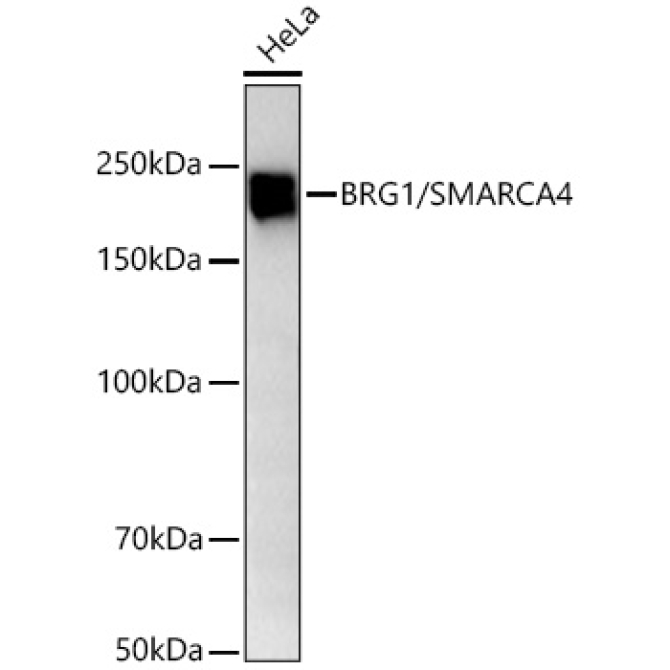 BRG1/SMARCA4 Rabbit Monoclonal Antibody