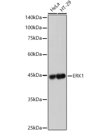 ERK1 Rabbit Monoclonal Antibody [KD Validated]