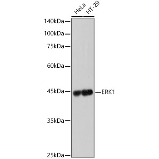 ERK1 Rabbit Monoclonal Antibody [KD Validated]