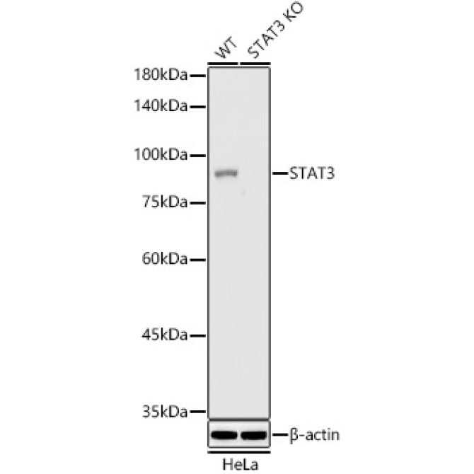 STAT3 Rabbit Monoclonal Antibody [KO Validated]