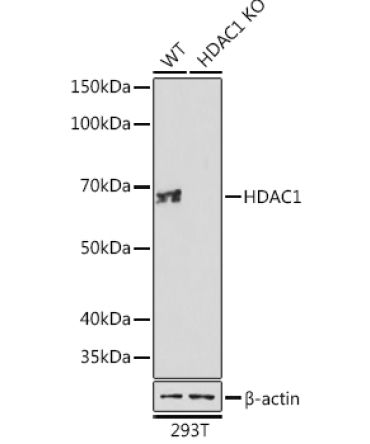HDAC1 Rabbit Monoclonal Antibody [KO Validated]