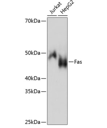 Fas Rabbit Monoclonal Antibody
