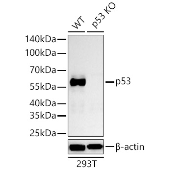 p53 Rabbit Monoclonal Antibody [KO Validated]