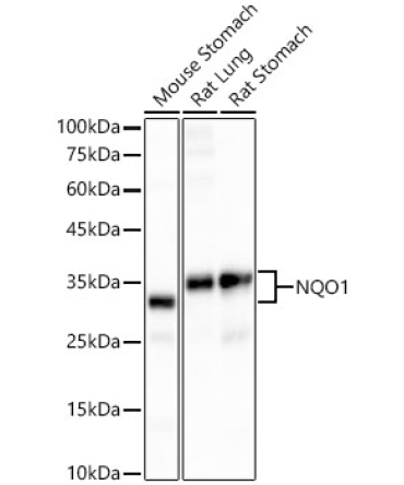 NQO1 Rabbit Monoclonal Antibody [KD Validated]