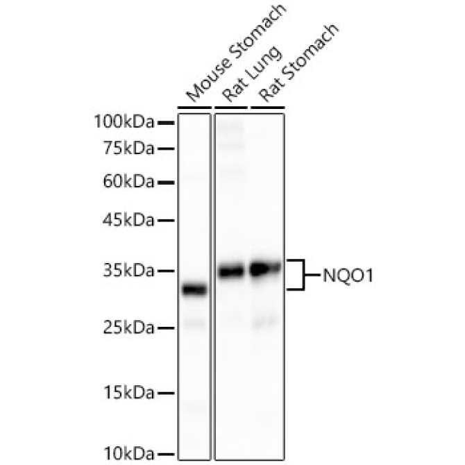 NQO1 Rabbit Monoclonal Antibody [KD Validated]