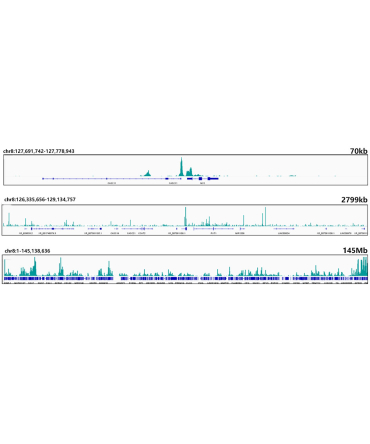 CTCF Rabbit Monoclonal Antibody
