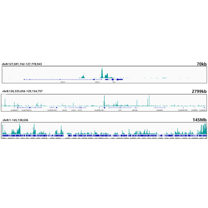 CTCF Rabbit Monoclonal Antibody