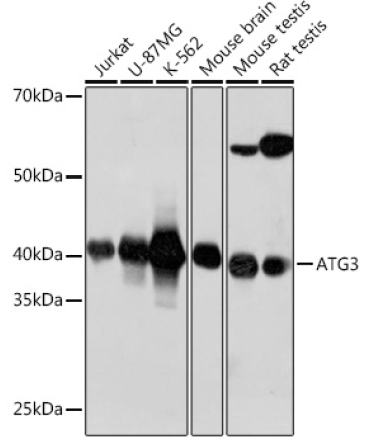ATG3 Rabbit Monoclonal Antibody
