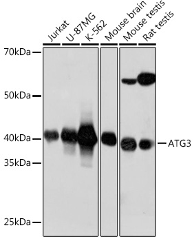 ATG3 Rabbit Monoclonal Antibody