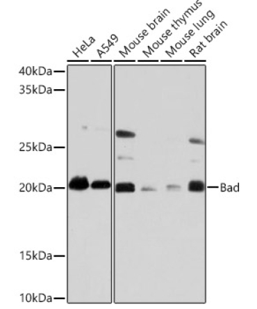 Bad Rabbit Monoclonal Antibody