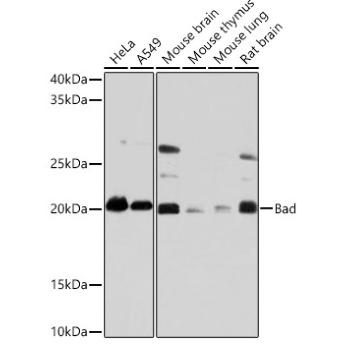Bad Rabbit Monoclonal Antibody
