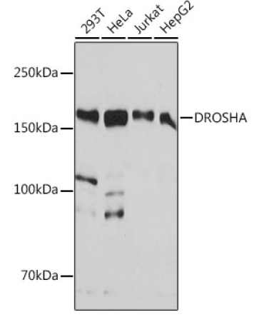 DROSHA Rabbit Monoclonal Antibody