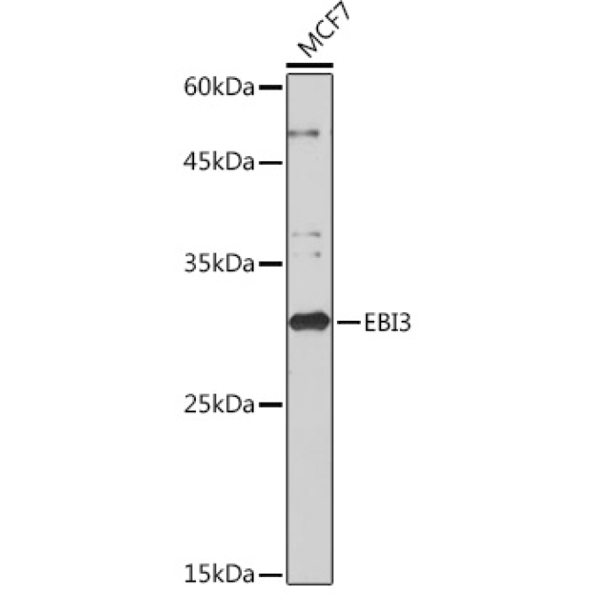 EBI3 Rabbit Monoclonal Antibody