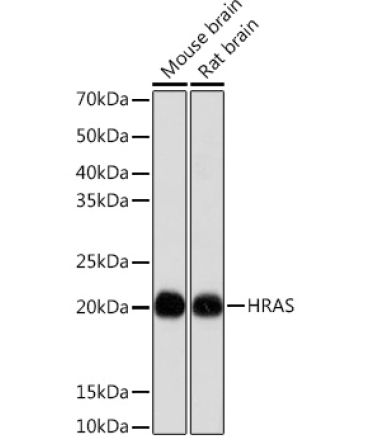 HRAS Rabbit Monoclonal Antibody