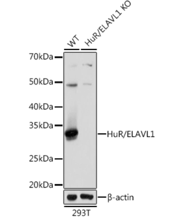 HuR/ELAVL1 Rabbit Monoclonal Antibody [KO Validated]
