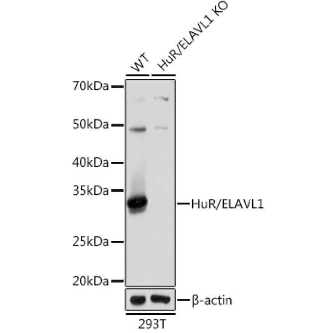 HuR/ELAVL1 Rabbit Monoclonal Antibody [KO Validated]