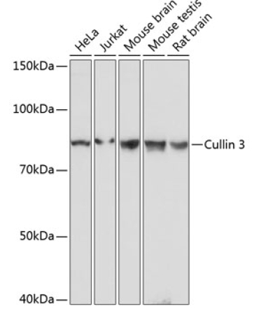 Cullin 3 Rabbit Monoclonal Antibody