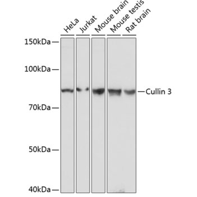 Cullin 3 Rabbit Monoclonal Antibody